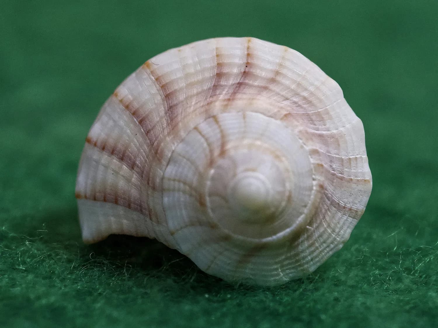 海螵蛸：中医里的神奇墨鱼骨