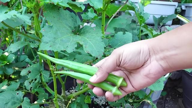 秋葵种植时间和方法，秋葵家庭盆栽与田间种植有什么不一样？