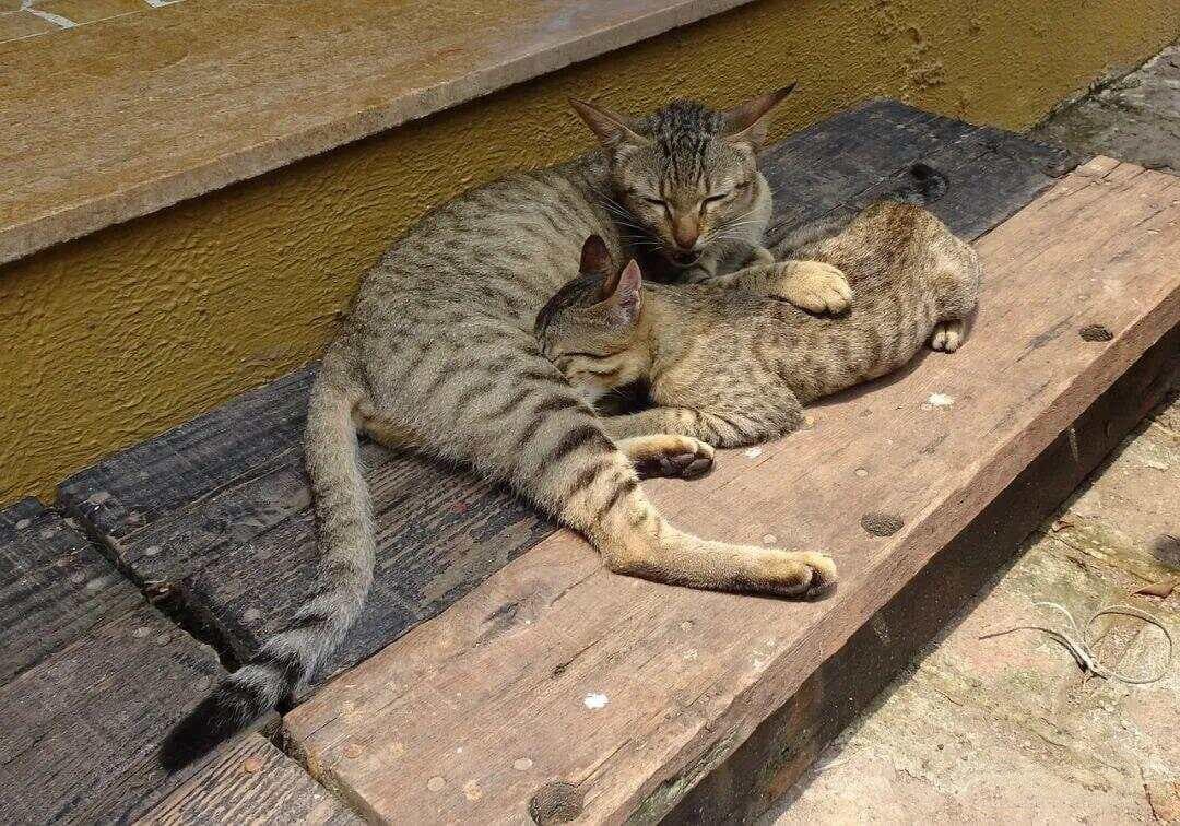 养猫新手必看：选“公猫”还是“母猫”？资深猫奴告诉你，差别竟然这么大