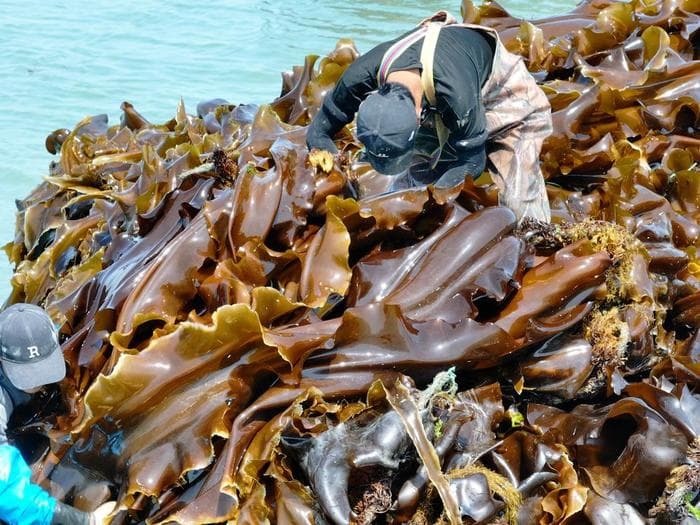 “走遍四海 鲜在威海”海鲜美食推荐—鲜美滋补的瑶柱萝卜海带汤