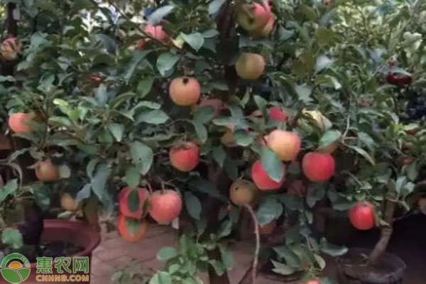 东北十大暴利种植项目及注意事项