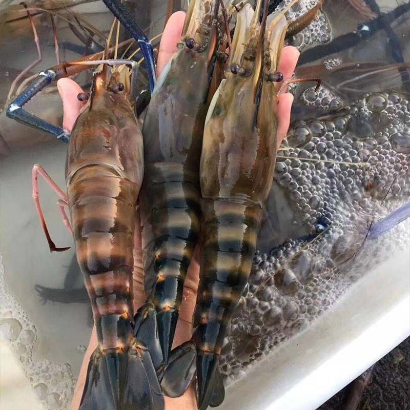 罗氏虾的基本饲料配方与选择