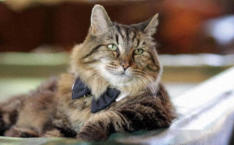 猫咪死后不能埋，原来是有科学依据的！
