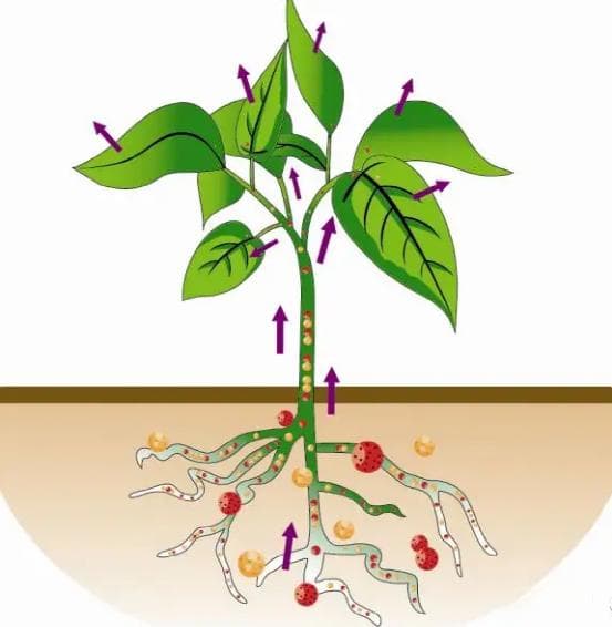 植物是如何吸收和利用钙元素的？