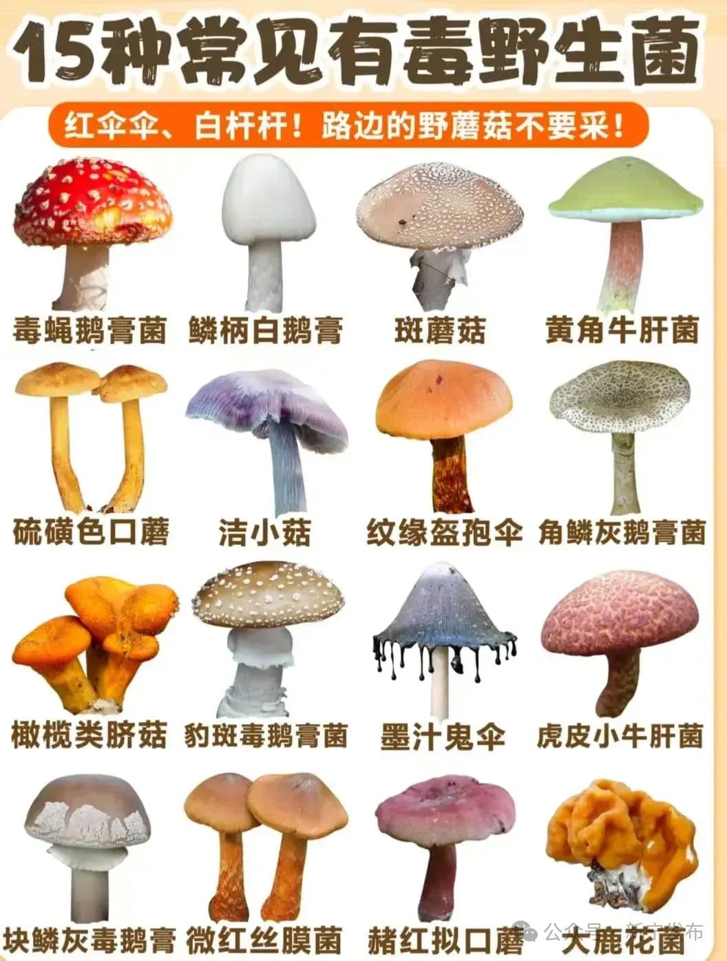 远离毒蘑菇 不做“菇勇者”