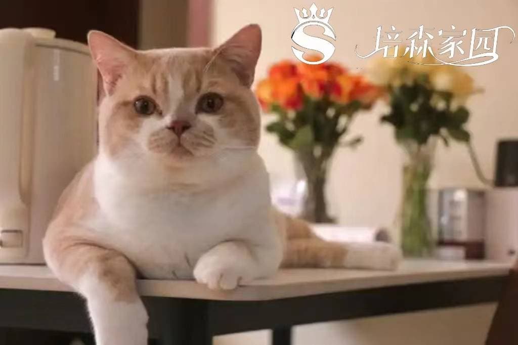 驱蚊产品对猫咪有害，又该如何驱蚊呢？