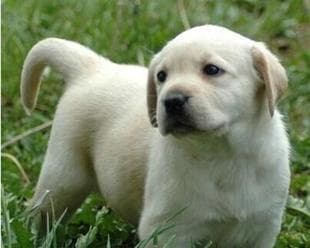 养拉布拉多犬的注意事项：如何在家中饲养健康快乐的拉布拉多犬