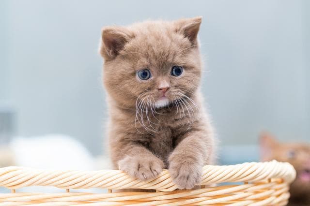 你们家的猫，早上是怎么叫醒你的？