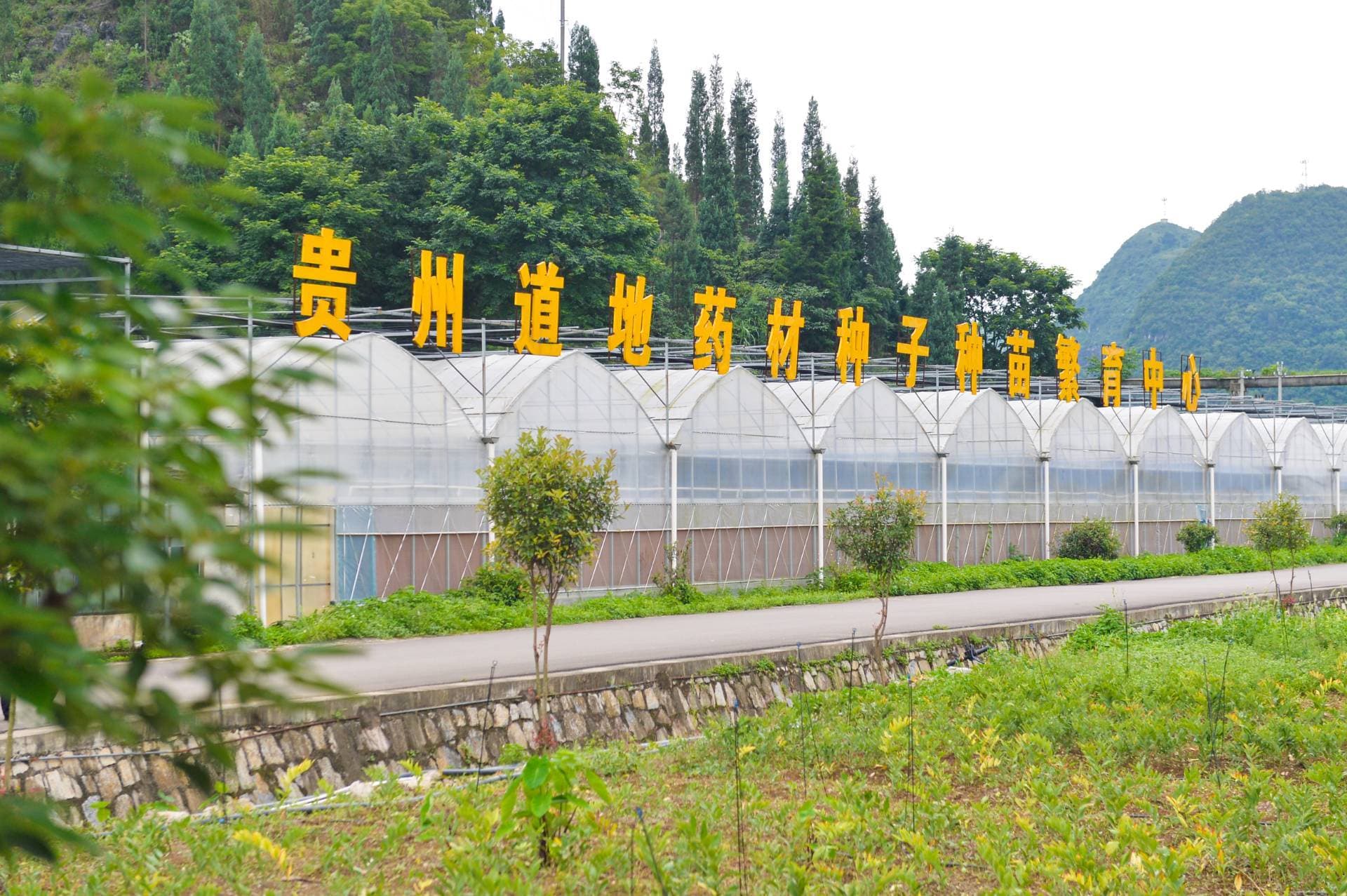 贵州积极建设中药材GAP基地 打造产业提质增效“新亮点”