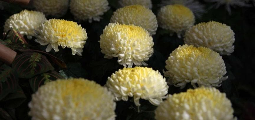 乒乓菊：形似乒乓球的观赏佳品