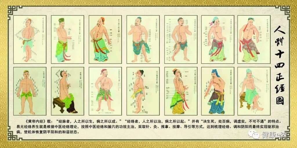 中医科普|中医里常讲的“筋”是什么？它在人体有什么作用？