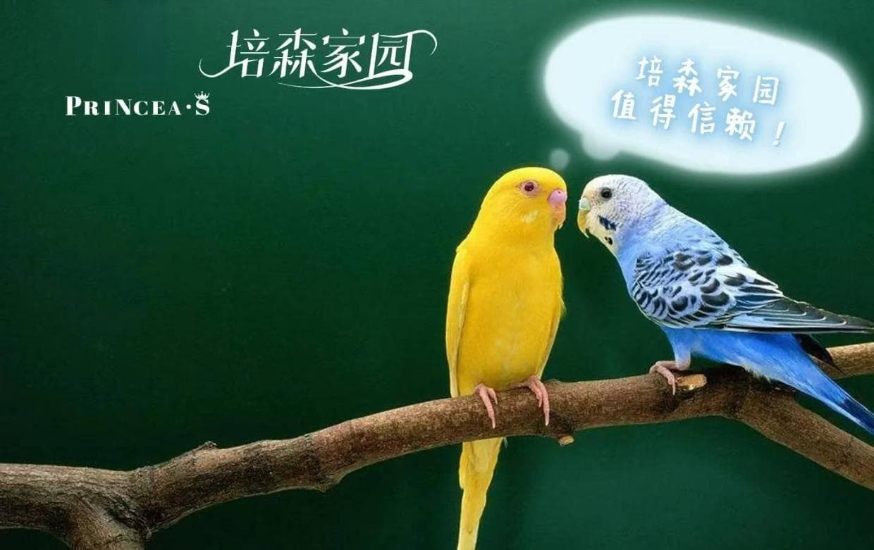 鹦鹉寿命有多长？快来了解这些色彩斑斓的精灵
