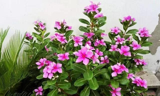 四季开花，盛放不止——记四季花海中的花卉之美