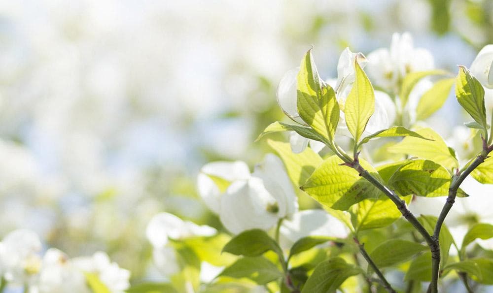 黑多肉植物养护指南：光照、浇水、土壤全方位解析