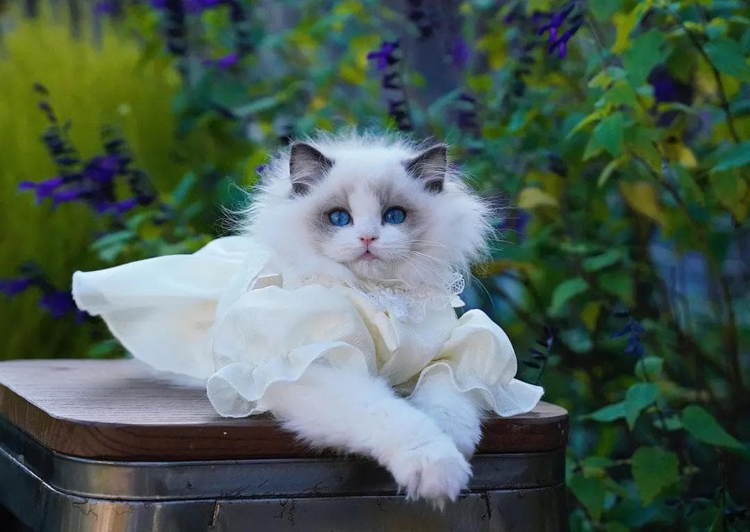 猫咪肠胃炎怎么办？这份全面指南请收好