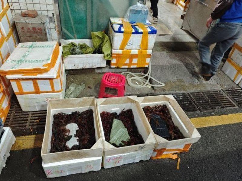 实探！小龙虾价格一个月暴跌逾60%，产地批发价跌至个位数