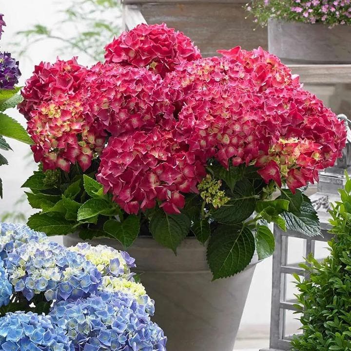 绣球花种植养护八大要点：从环境到过冬全方位指南