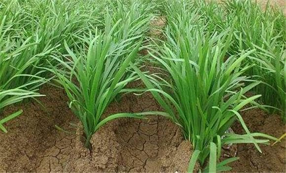 韭菜栽培技术要点：从播种到管理的全程指南