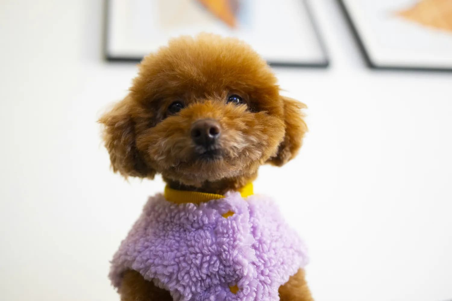 从穿衣到护理：迷你贵宾犬冬季养护全攻略
