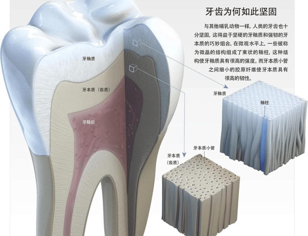 邢台口腔修复专家：牙釉质是什么？牙釉质损伤是什么导致的？