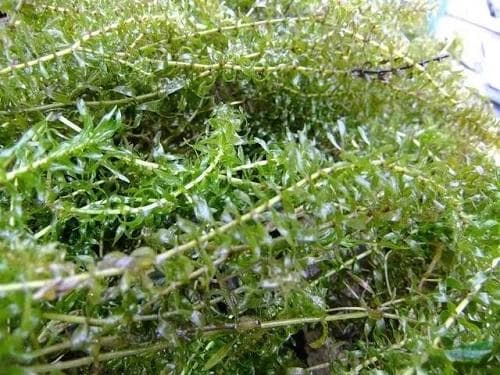 虾塘水草的种植方法及注意事项