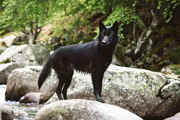黑狼犬是什么狗?(黑狼狗外观特征介绍)