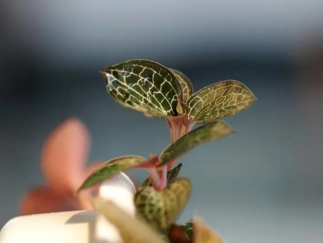 金线莲的品质评估标准是什么？