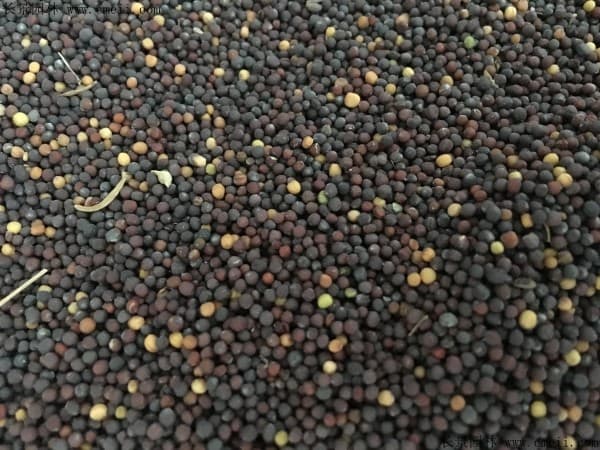菜籽种子几月播种最好？一年种几次？怎么播种？