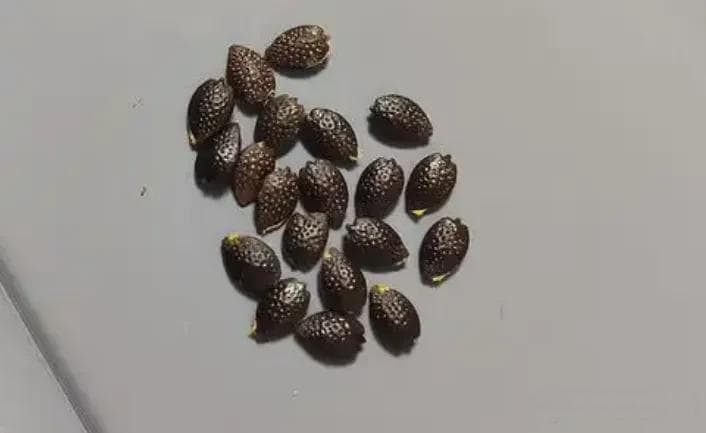 阳台种百香果，从一颗种子到满架果实，全家果茶喝到爽！