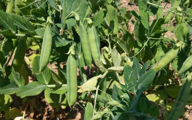豌豆：从物种属性到种植技术的全面解析