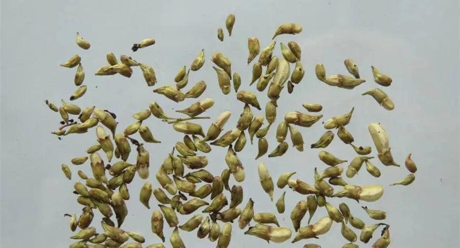 5月吃点“护心花”，泻心火、清肝火、坚肾水