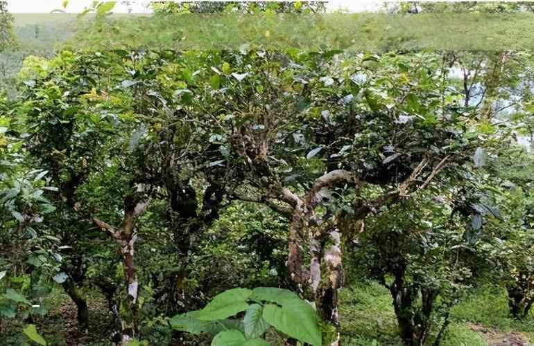 探究山楂枸杞玫瑰花与普洱茶的搭配效果：泡茶方法及功效解析