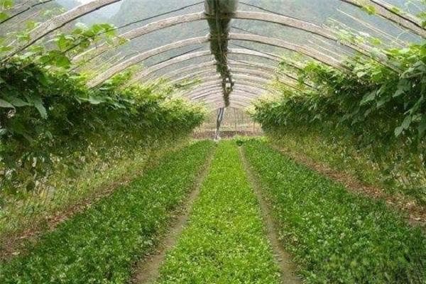 春天应季蔬菜有哪些？