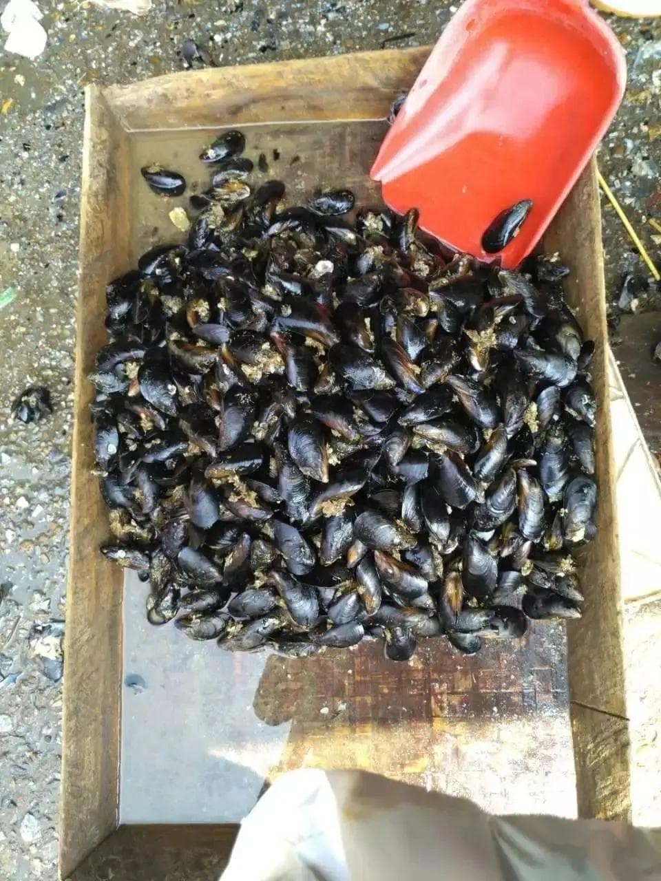 近期食用海虹需谨慎！专家解读来了→
