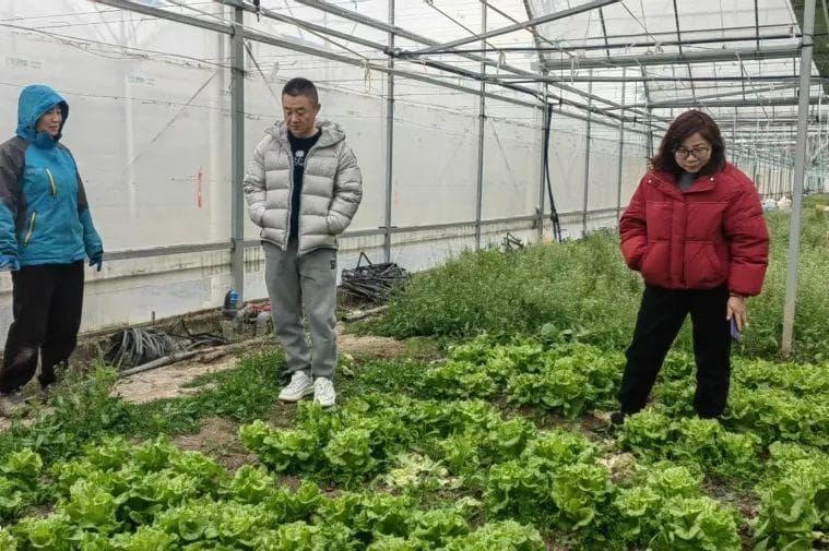 积极应对低温寒潮，上海全力保障农业生产安全和农产品供应稳定
