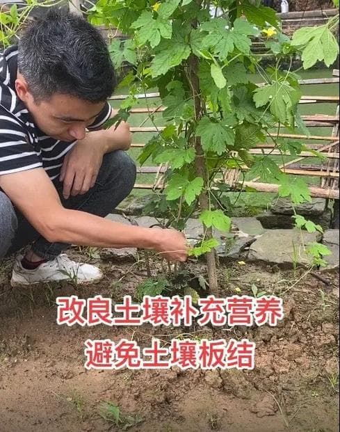 有机肥的十大功能及其在农业生产中的重要作用