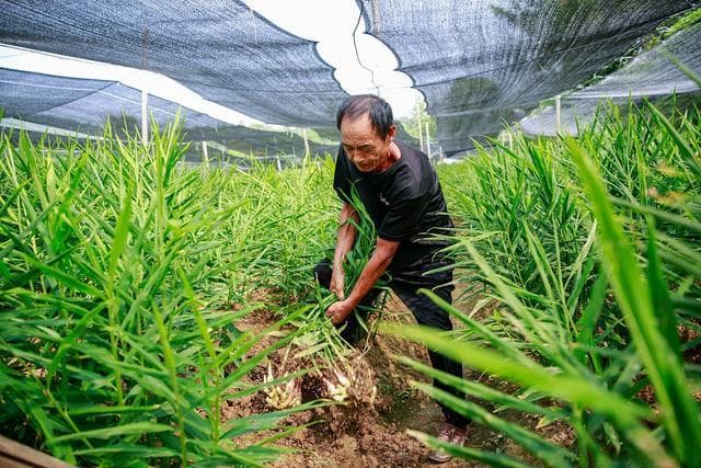 生姜何时采收最佳？150-170天是产量品质双丰收的关键期