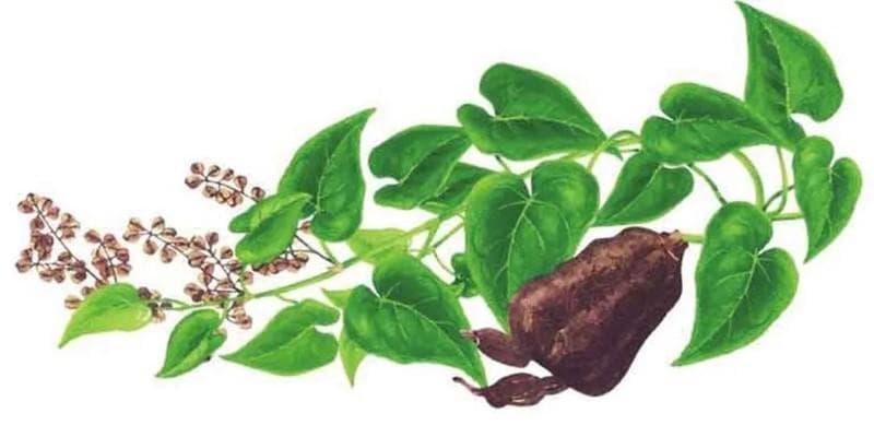 每天认识一种植物——何首乌