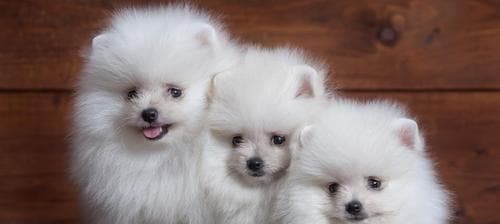 宠物狗品种大全：14种热门犬类特点与养护要点