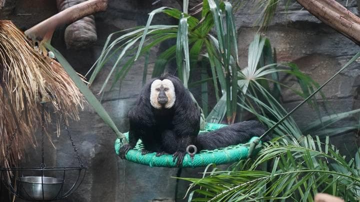zoo walk 火了：年轻人盯上动物园，园方想着法子帮动物出圈