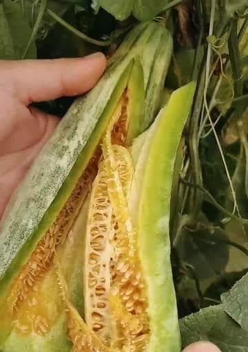 哈密瓜成熟度怎么看？如何判断哈密瓜已经熟透了？