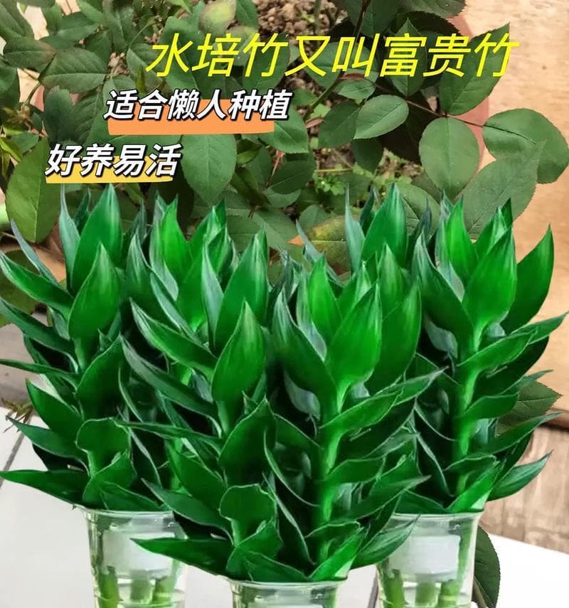 观音竹——适合室内养的好选择（养殖技巧、风水禁忌与盆栽样式）