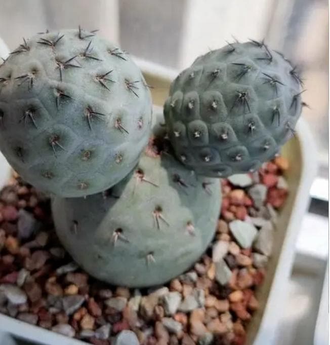 习志野仙人球：一种独特的几何形状仙人掌