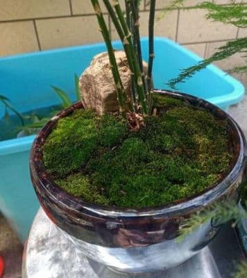 盆景青苔怎么养？青苔盆景图片