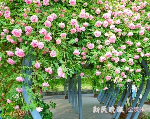 “花中皇后”月季，唯有此花开不厌，一年长占四时春