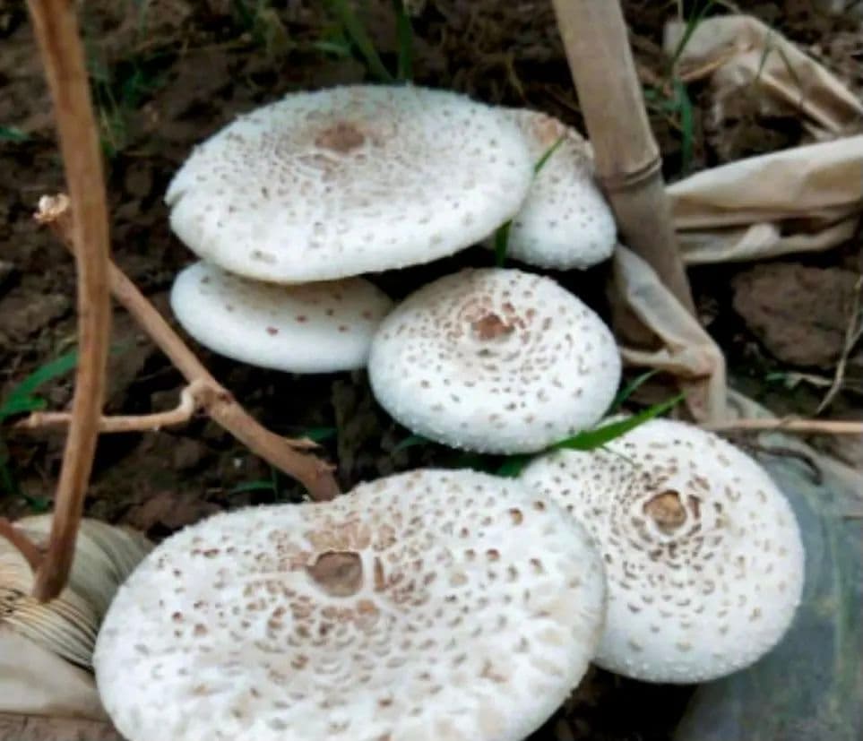 警惕！毒蘑菇出没！如何分辨？请戳→