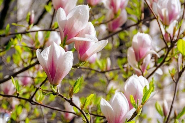 玉兰什么时候开花，玉兰花有什么寓意，玉兰花怎么养？