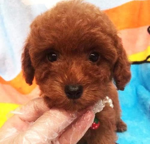 泰迪犬洗澡全攻略：每月几次最合适？这些注意事项要记牢