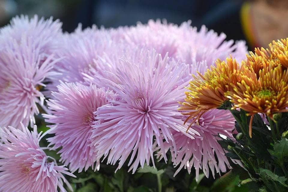 百种菊花、珍稀植物齐亮相，中山植物园开启科普盛宴