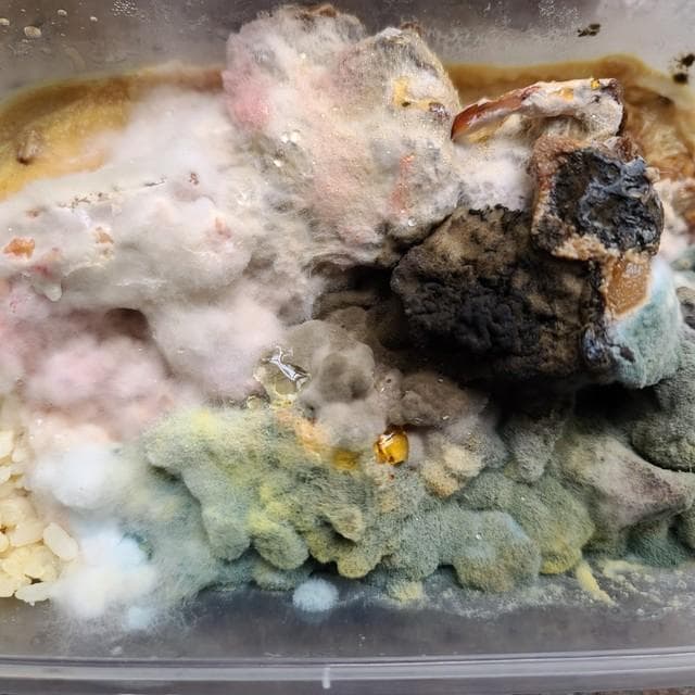 食物发霉了，去掉坏的部分真能吃吗？别再被误导了！